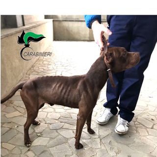 Maltratta i suoi pitbull e ne lascia morire uno: denunciato un allevatore amatoriale di Santena