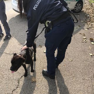 Pitbull smarrito nella zona industriale di Nichelino ritrovato dalla Polizia locale