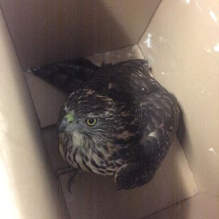 A Nichelino i vigili urbani salvano una poiana che stava male