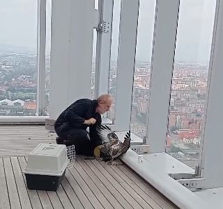 Ferita e incapace di volare, è tornata libera la poiana recuperata nel Palazzo della Regione