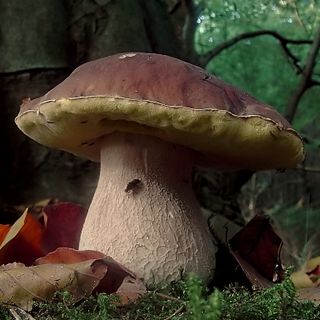 Alla scoperta dei funghi, a Moncalieri stasera il primo di dieci appuntamenti