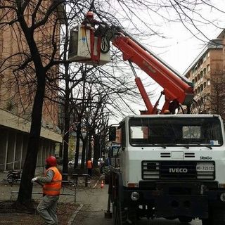 Verde cittadino: controlli di stabilità, piantamenti e abbattimenti nell'area centro-sud di Torino