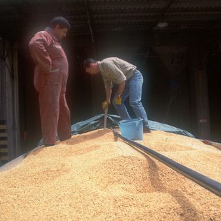 Entro un mese un marchio per il riso piemontese