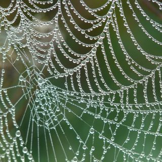 Bonifica ragni: come intervenire