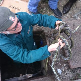 Recuperati in un tombino a Carignano una ventina di biacchi, innocui serpenti molto utili e largamente diffusi