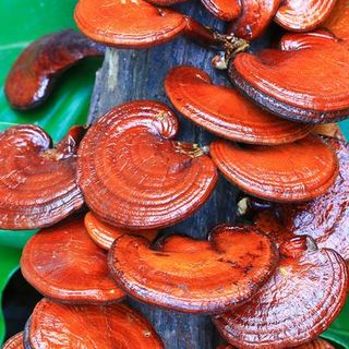 Micoterapia: quando il rimedio arriva dai funghi