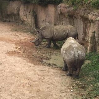 Al Parco di Zoom si sente un forte accento inglese: sono arrivati i fratelli Ian e John, rinoceronti timidi (FOTO e VIDEO)