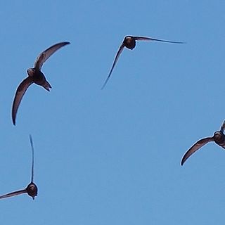 Mirafiori Sud pronta a spiccare il volo: nasce il Comitato Rondoni