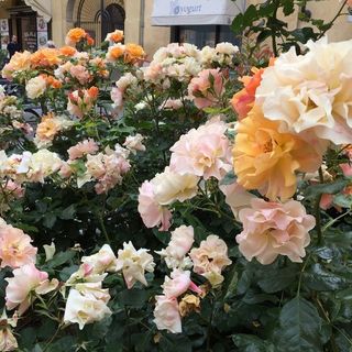 E' il 13 maggio: Buona Festa della mamma!