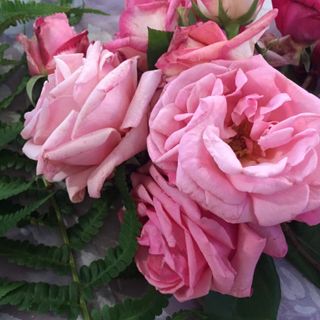 A Venaria torna la Festa delle Rose e di Fragranzia