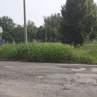 Erba alta e strada dissestata: “La rotonda di via Terni non è sicura”