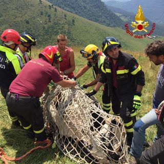 Condove, una mucca salvata dai Vigili del Fuoco