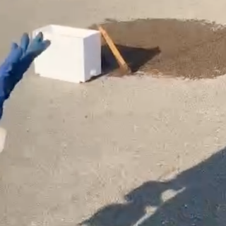 La natura si prende la zona industriale di Orbassano: maxi sciame d'api catturato davanti all'Av El [VIDEO]