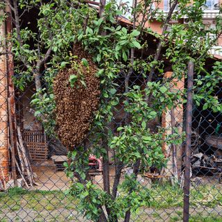 sciame di api a volpiano