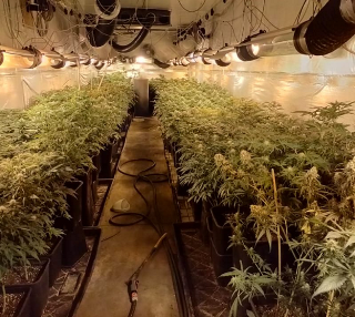 serra di cannabis