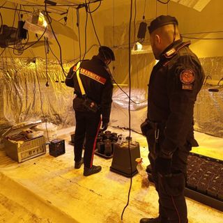 Carabinieri in una serra utilizzata per coltivare piante di cannabis
