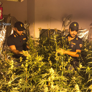Torino, tenevano una vera e propria piantagione di marijuana in casa: un arresto e due denunce