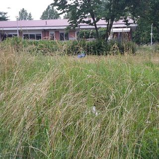 Agenda del verde della Circoscrizione 4, priorità a piazze, giardini e scuole