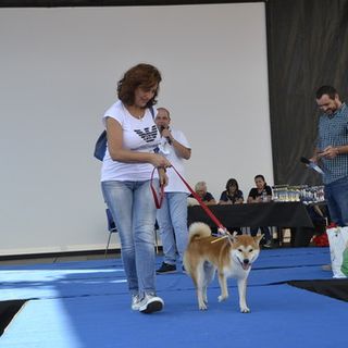 sfilata canina - foto di archivio