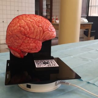 Simulatore neurochirurgia