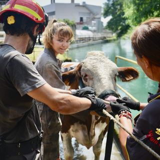 Mucca cade nel canale: i sommozzatori la recuperano usando delle larghe fasce per imbrigliarla [VIDEO]
