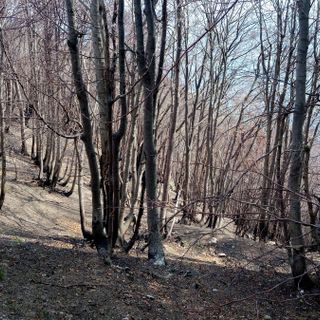 Finanziamento per il recupero dei boschi del Parco Naturale del Monte Tre Denti-Freidour