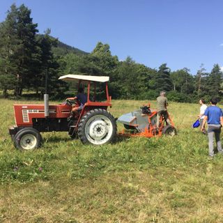 Tav, al via la &quot;spazzolatura&quot; per erbe e fiori da utilizzare nel Corridoio ecologico per salvare le farfalle