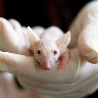 Le associazioni ambientaliste attaccano: &quot;No alla sperimentazione sugli animali&quot;
