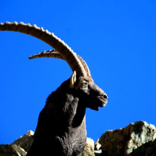 La Città metropolitana di Torino collabora con Balme per la tutela degli stambecchi