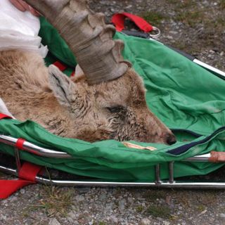 Asl To3-Aree protette Alpi Cozie: sottoscritta la convenzione operativa per la gestione delle popolazioni animali
