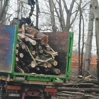 camion con carico di alberi tagliati