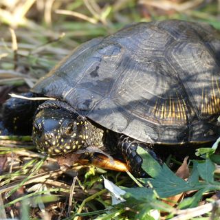 Nei laghi di Caselette le rare testuggini Emys Orbicularis: &quot;Testimonianza del valore ambientale del sito&quot;