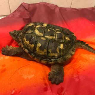 tartaruga azzannatrice