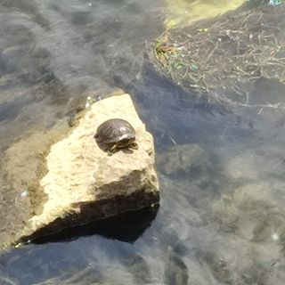 La testuggine nei pressi della Gran Madre