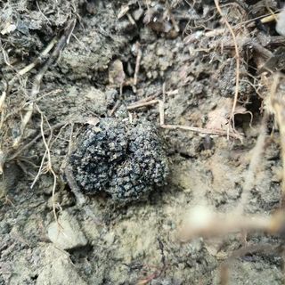 La cultura del tartufo, uno sguardo in cucina