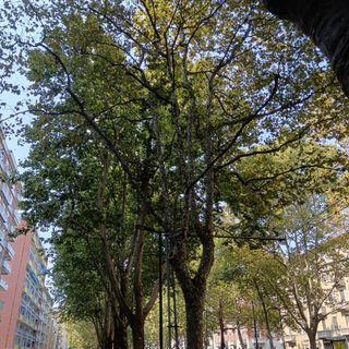 piante malate per gli insetti