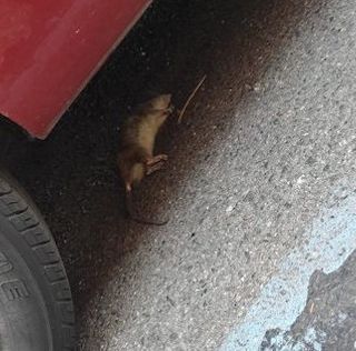 Invasione di topi in San Donato e piazza Statuto: si moltiplicano gli avvistamenti, timore per i cani