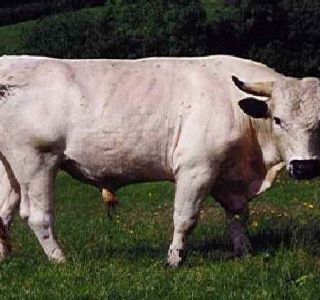 Ritrovato a Nichelino il toro bianco scappato da un allevamento