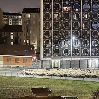 Le pecore hanno letteralmente invaso la strada su via Eritrea. L'immagine è tratta dal gruppo facebook &quot;Curiosità di Torino&quot;