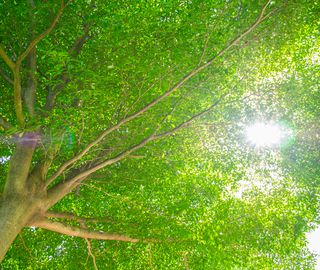 &quot;Un albero piantato per ogni nuova nascita in Circoscrizione 8&quot;