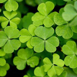 Si apre un weekend in stile anglosassone: torna il British Irish Film Fest