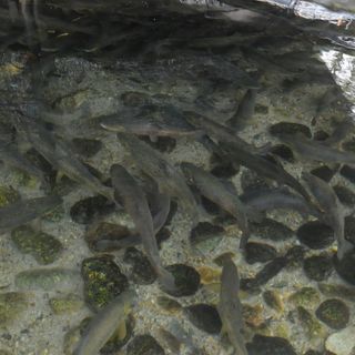 L'assessore Protopapa chiede al ministero dell'Ambiente deroga al divieto di immissione delle trote nelle acque piemontesi