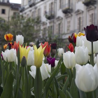 fiori