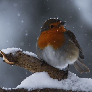 Bardonecchia, “Natura in sogno - un cammino di luce”: mostra fotografica di Maria Laura Verdoia