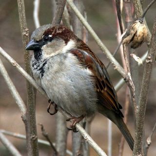Parte da Torino il progetto Massimo Impatto, per proteggere la biodiversità di tutto il nord ovest Parte da Torino il progetto Massimo Impatto, per proteggere la biodiversità di tutto il nord ovest