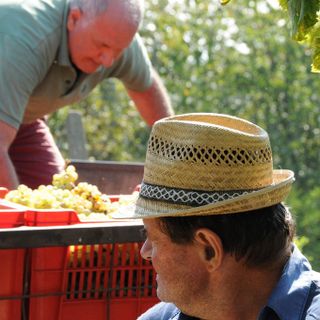 Nella festa dell'uva Erbaluce richiama a Caluso migliaia di visitatori