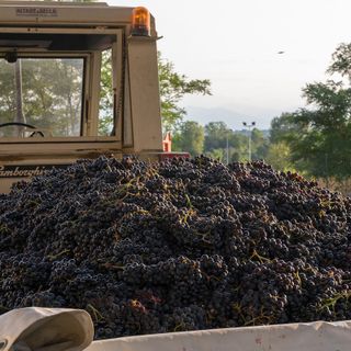 Produttori in Clavesana: la vendemmia 2023 entra nel vivo