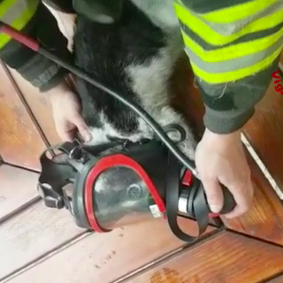 Bloccati in un incendio, i gattini salvati con la maschera d'aria dai vigili del fuoco