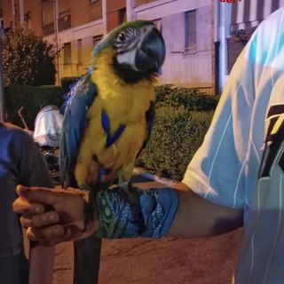 pappagallo recuperato