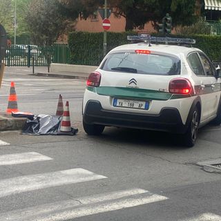 Capriolo morto in corso Belgio dopo l'investimento